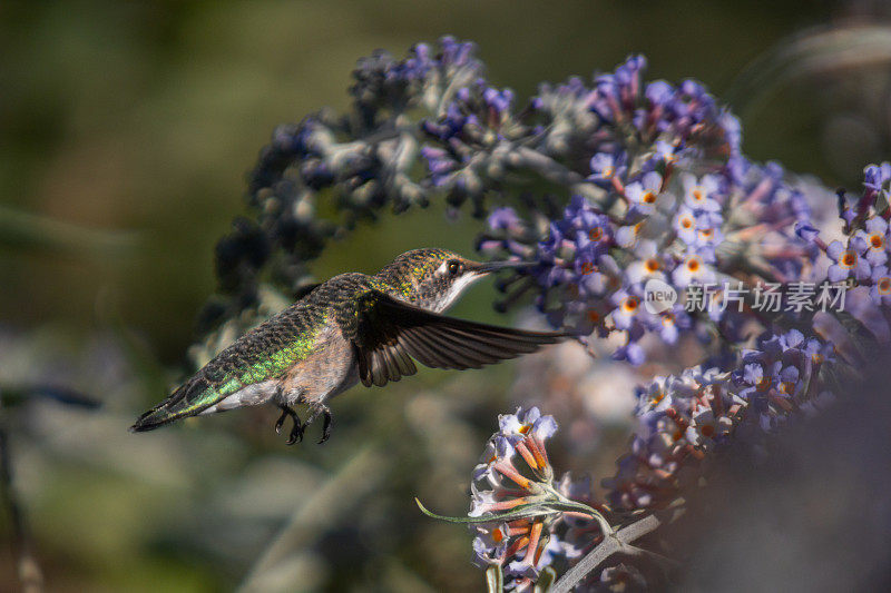 雌性红喉蜂鸟(Archilochus colubris)，雌性红喉蜂鸟。